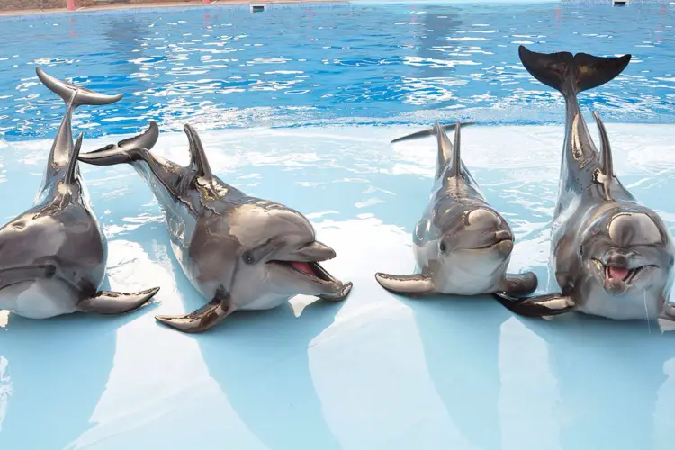 Dolphin House Snorkeling Trip